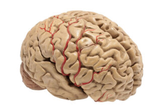 Anatomisches menschliches Gehirnmodel