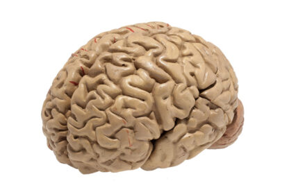 Medizinisches Lehrmittel, Anatomisches menschliches Gehirnmodel – Bild 2