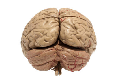 Medizinisches Lehrmittel, Anatomisches menschliches Gehirnmodel – Bild 3