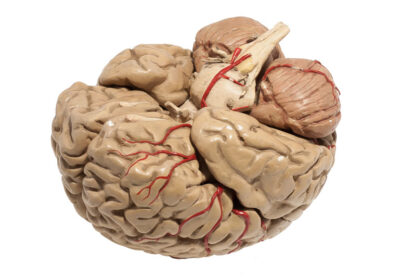 Medizinisches Lehrmittel, Anatomisches menschliches Gehirnmodel – Bild 4