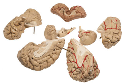 Medizinisches Lehrmittel, Anatomisches menschliches Gehirnmodel – Bild 5